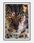Fearless Leopard art frame poster
