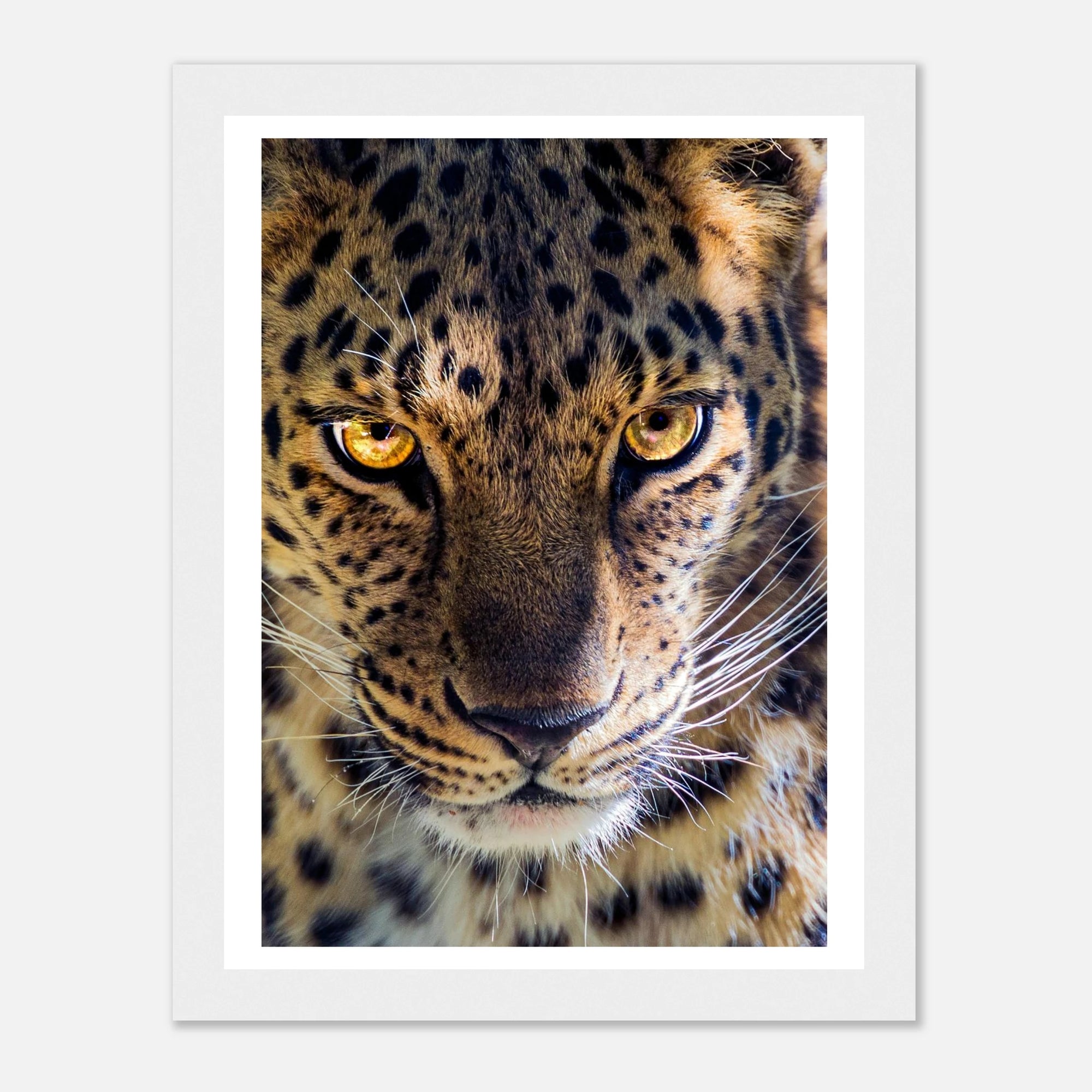 Fearless Leopard art frame poster