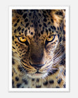Fearless Leopard art frame poster