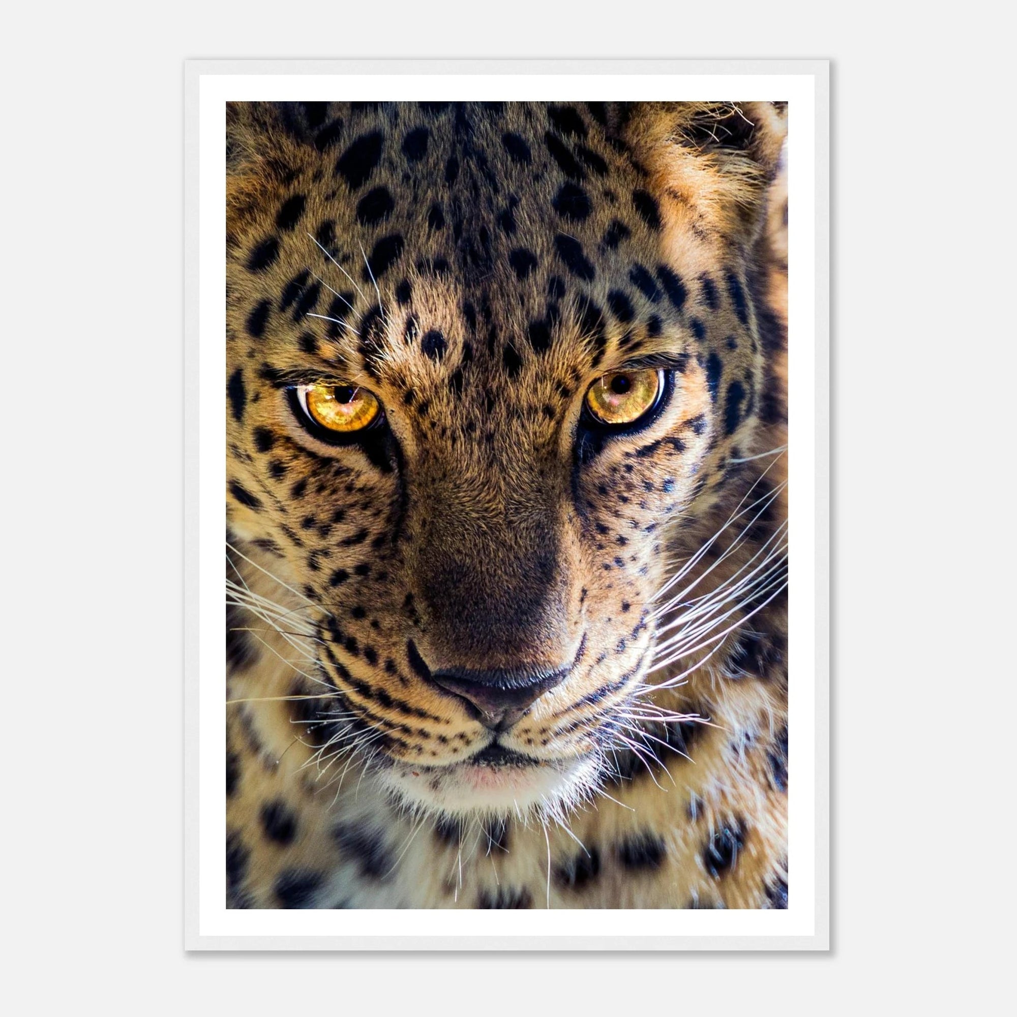 Fearless Leopard art frame poster - SKANDINAVER