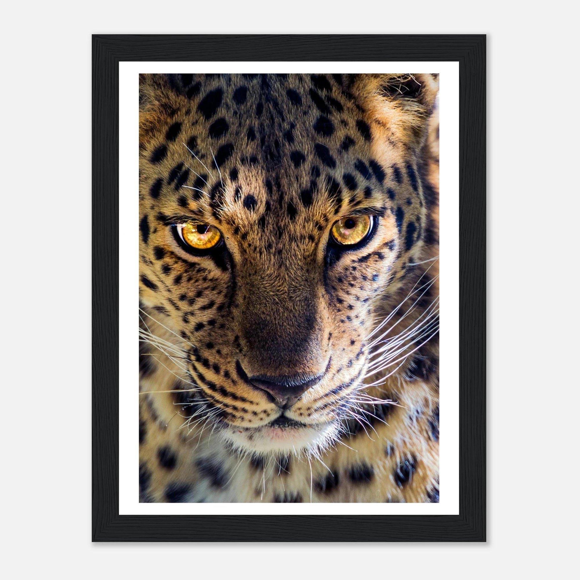 Fearless Leopard art frame poster - SKANDINAVER