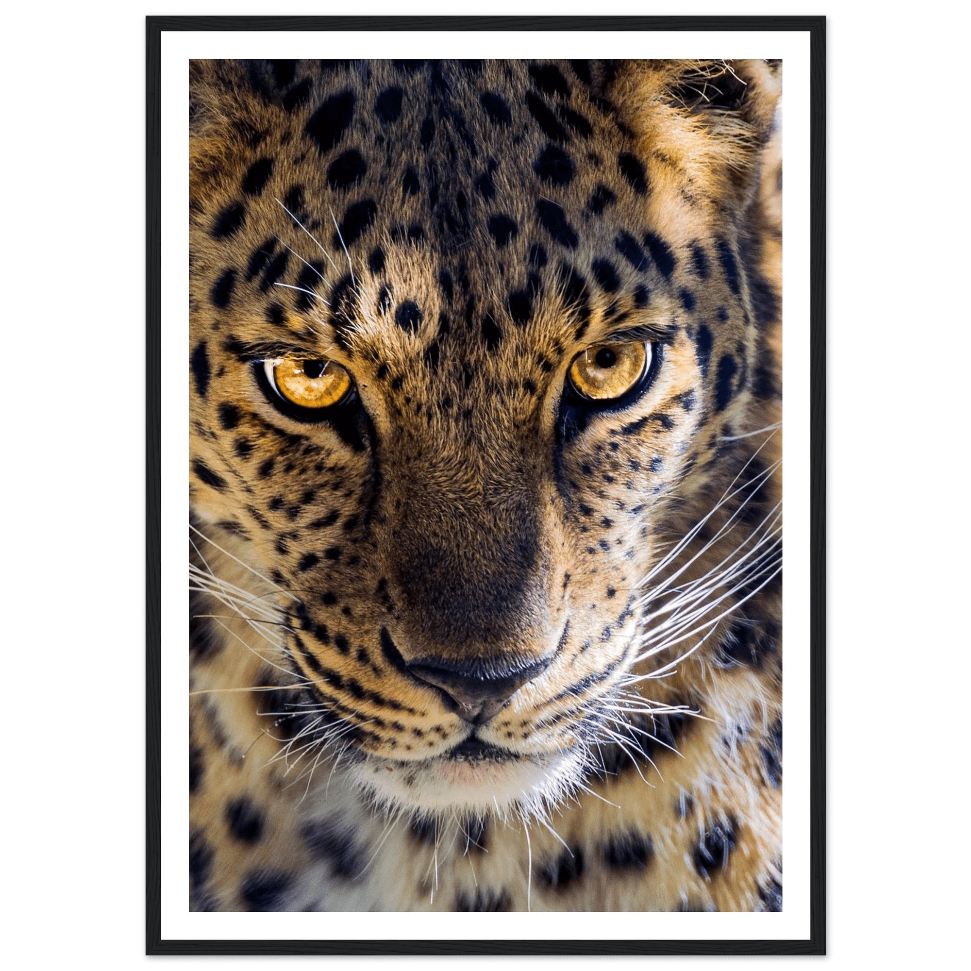 Fearless Leopard art frame poster - SKANDINAVER